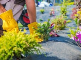 Gardener Spring Planting Caucasian Garden Technician During Pro إيزي جاردن خدمات تنسيق الحدائق في الكويت